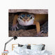 Leopard Gecko Staring under Wall Decal