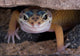 Leopard Gecko Staring under Wall Decal