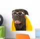 Summer Dog Wall Decal