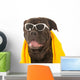 Summer Dog Wall Decal