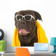 Summer Dog Wall Decal