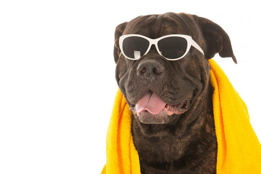 Summer Dog Wall Decal