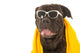 Summer Dog Wall Decal