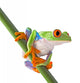 Red Eyed Tree Frog Isolated Wall Decal