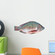 Nile Tilapia Fish Wall Decal