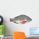 Nile Tilapia Fish Wall Decal