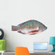 Nile Tilapia Fish Wall Decal