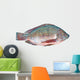 Nile Tilapia Fish Wall Decal