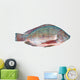 Nile Tilapia Fish Wall Decal