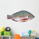 Nile Tilapia Fish Wall Decal