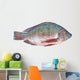 Nile Tilapia Fish Wall Decal