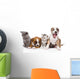 Group of cats and dogs sitting in front. isolated on white  Wall Decal