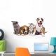 Group of cats and dogs sitting in front. isolated on white  Wall Decal