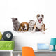 Group of cats and dogs sitting in front. isolated on white  Wall Decal