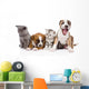 Group of cats and dogs sitting in front. isolated on white  Wall Decal