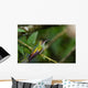 rufous tailed hummingbird 