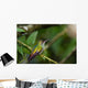 rufous tailed hummingbird 