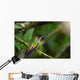 rufous tailed hummingbird 