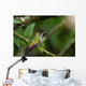 rufous tailed hummingbird 