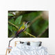rufous tailed hummingbird 