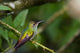 rufous tailed hummingbird 