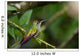 rufous tailed hummingbird 