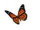 Monarch butterfly 