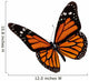 Monarch butterfly 