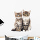 Two Small Kittens 
