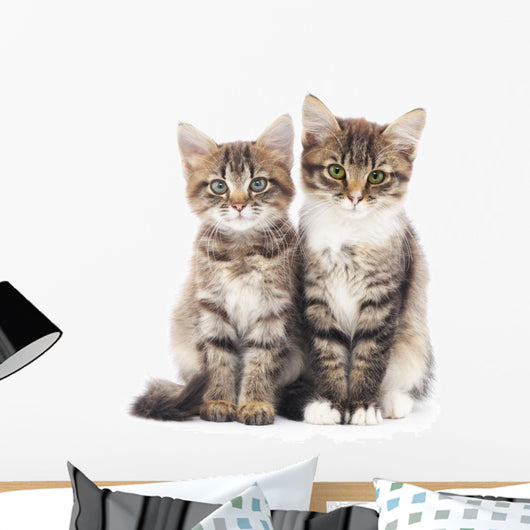Two Small Kittens 