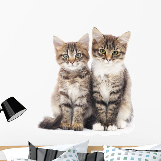 Two Small Kittens 
