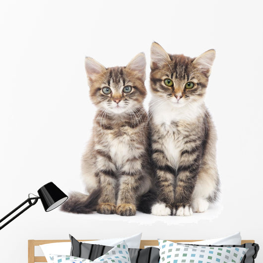 Two Small Kittens 