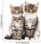 Two Small Kittens 