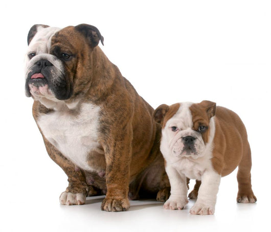 Dog Mother and Daughter 
