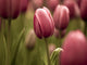 Tulips Wall Mural