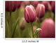 Tulips Wall Mural
