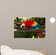 scarlet macaw 