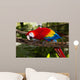 scarlet macaw 