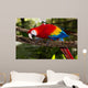 scarlet macaw 