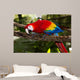 scarlet macaw 