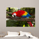 scarlet macaw 