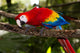 scarlet macaw 