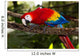 scarlet macaw 
