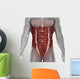 Male Abdomen Muscles Anatomy Isolated 