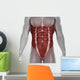 Male Abdomen Muscles Anatomy Isolated 