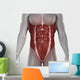 Male Abdomen Muscles Anatomy Isolated 