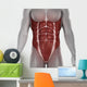 Male Abdomen Muscles Anatomy Isolated 