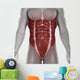 Male Abdomen Muscles Anatomy Isolated 