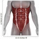 Male Abdomen Muscles Anatomy Isolated 
