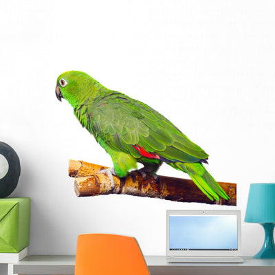 Amazon Parrot Wall Decal shown on a wall